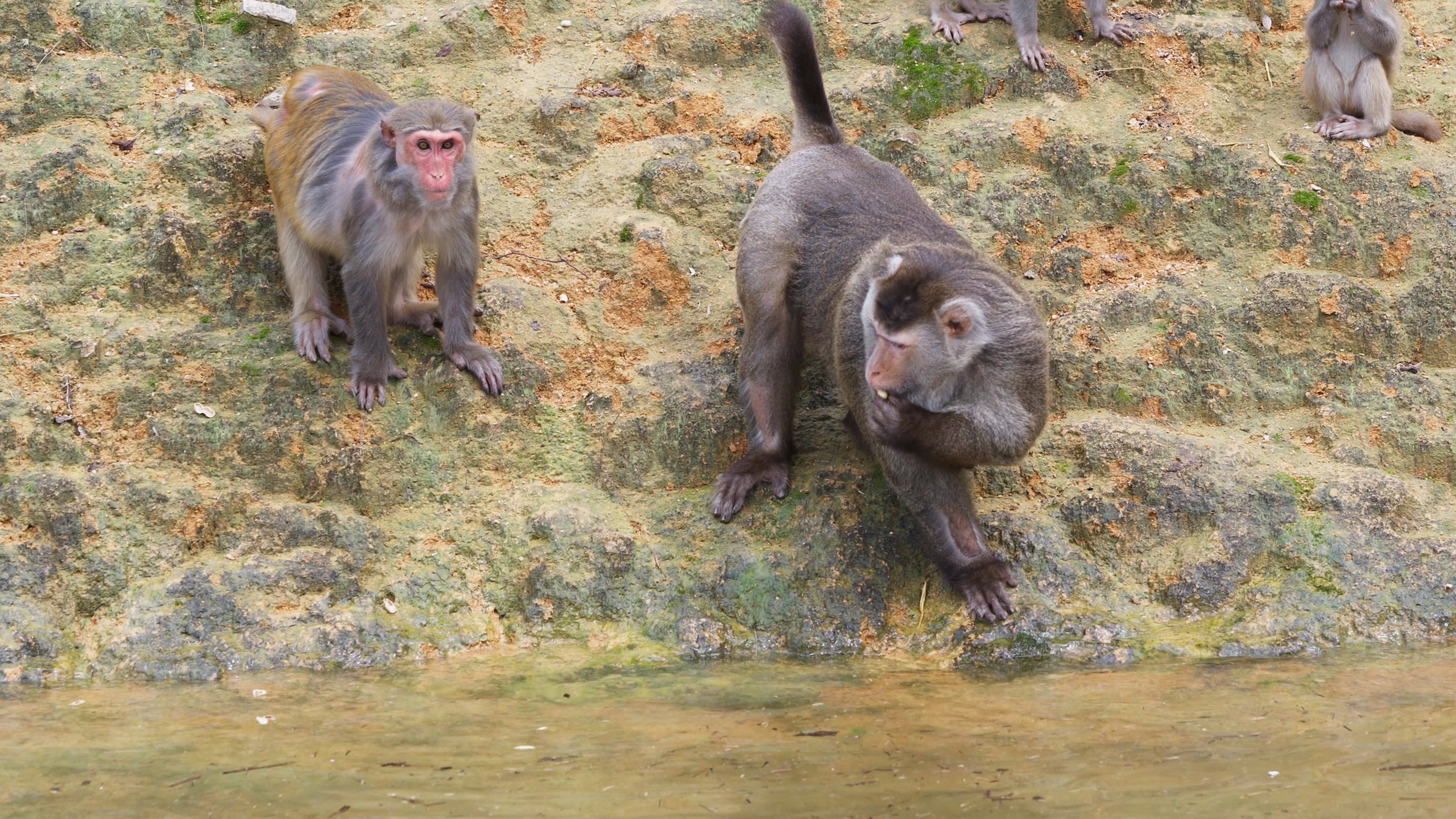 4K超高清实拍猴岛猴子喂食动态视频的预览图