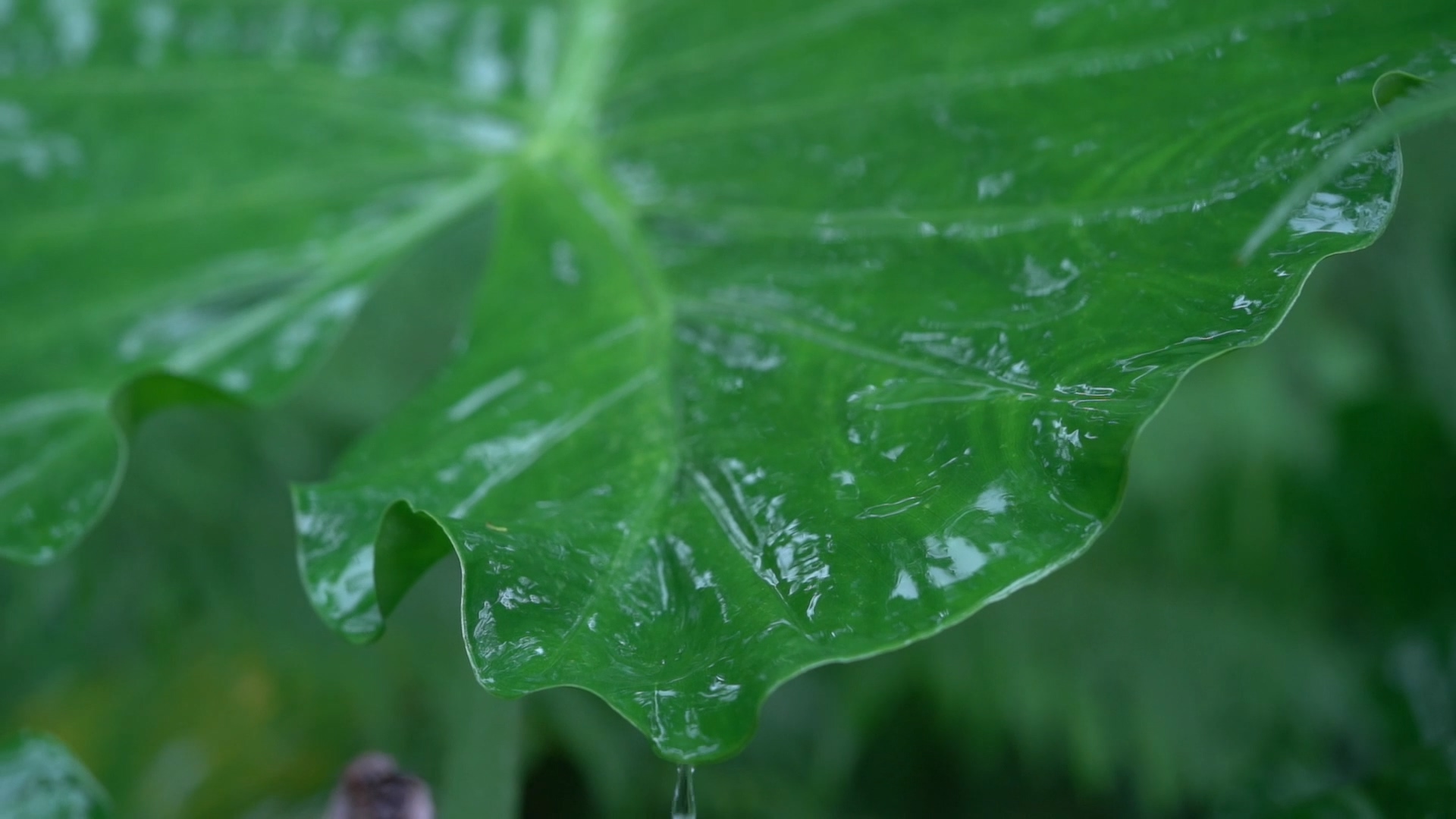 1080P慢动作实拍雨天芭蕉叶水滴流动视频的预览图