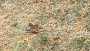 4K超高清实拍猴岛群居猴子捕食奔跑动态视频的预览图