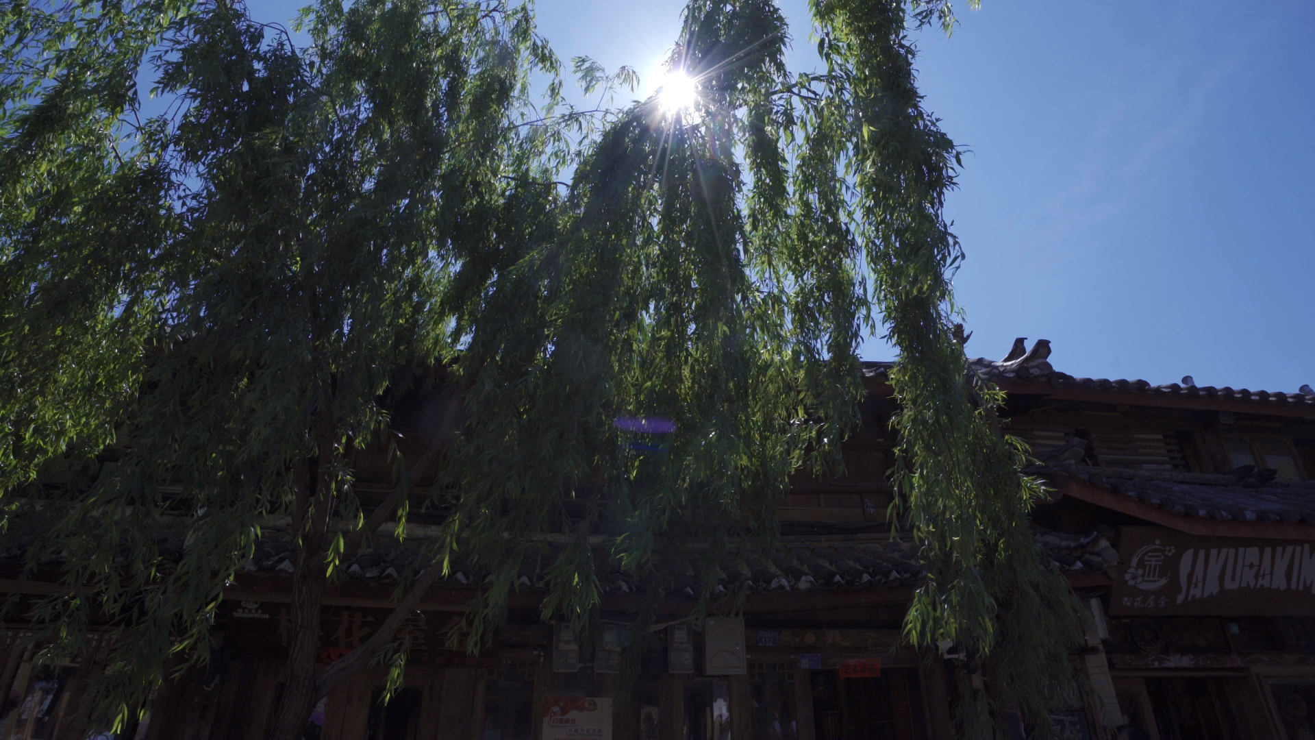 4k阳光下飘逸的柳树摄像视频的预览图