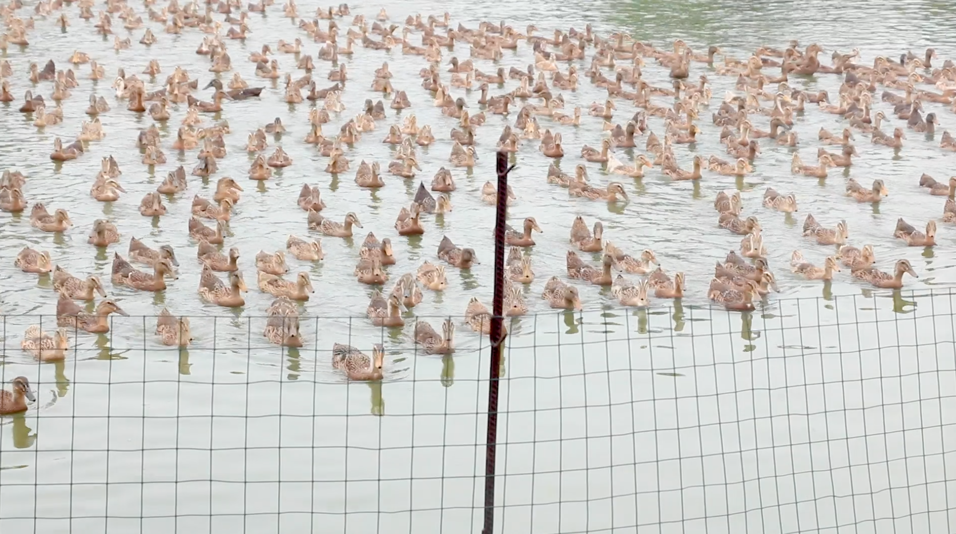 1080p养殖场里一群游泳的鸭子视频的预览图