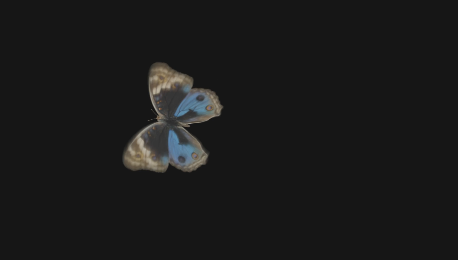 动态蝴蝶后期免抠元素挂件视频的预览图