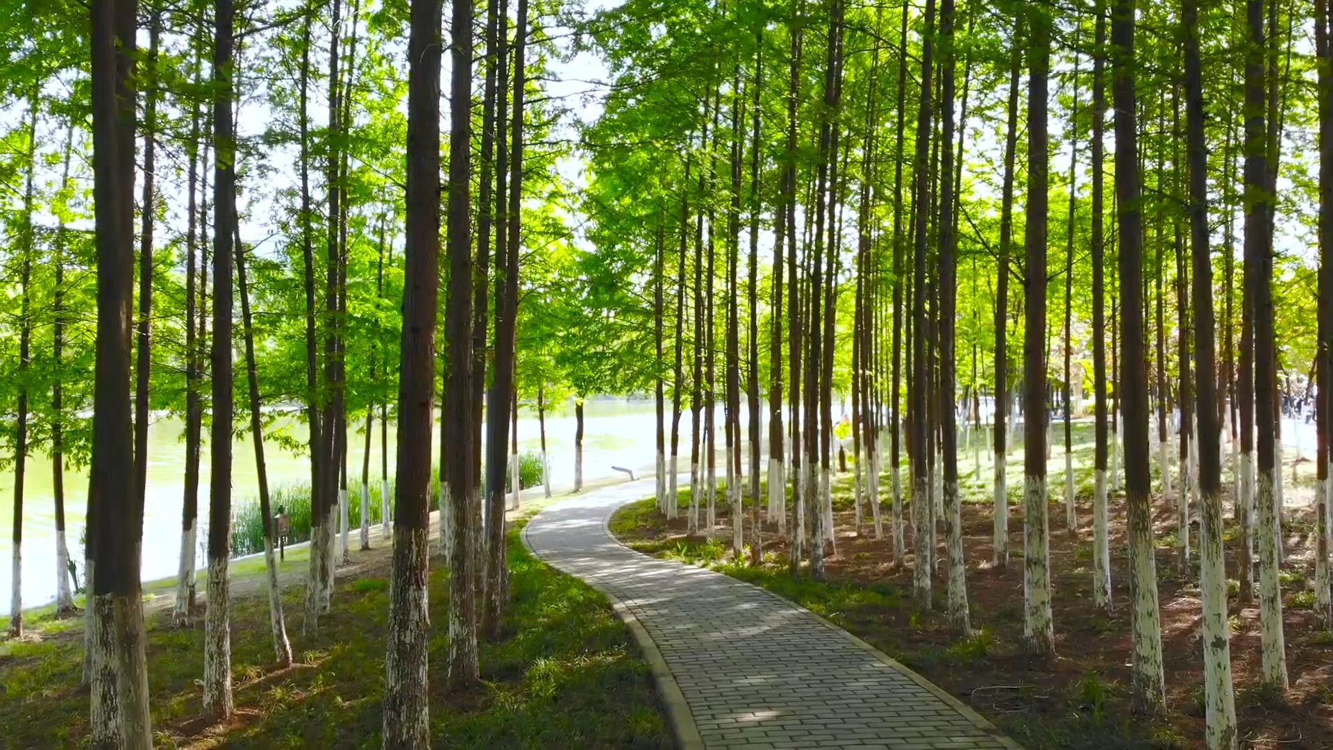 1080P树林绿树晴天漫步视频的预览图