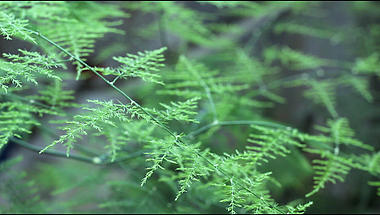 1080P绿色植物文竹随风晃动视频的预览图