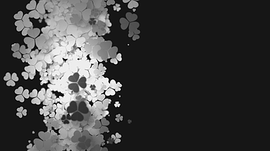 动态白色花朵内容后期效果应用展示演绎视频的预览图