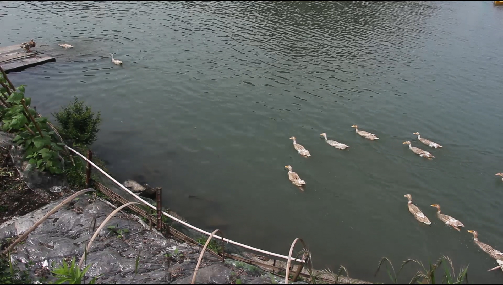 1080P河里游动的鸭子群视频的预览图