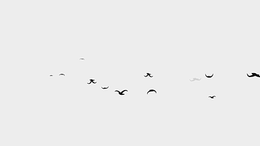 创意简洁免抠效果后期一群鸟飞过内容应用视频的预览图