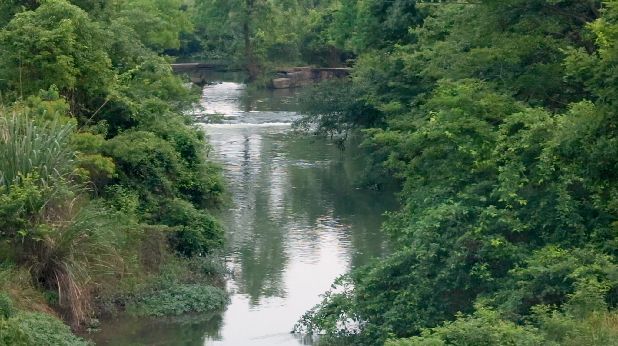 1080P燕子飞过林间的溪水视频的预览图