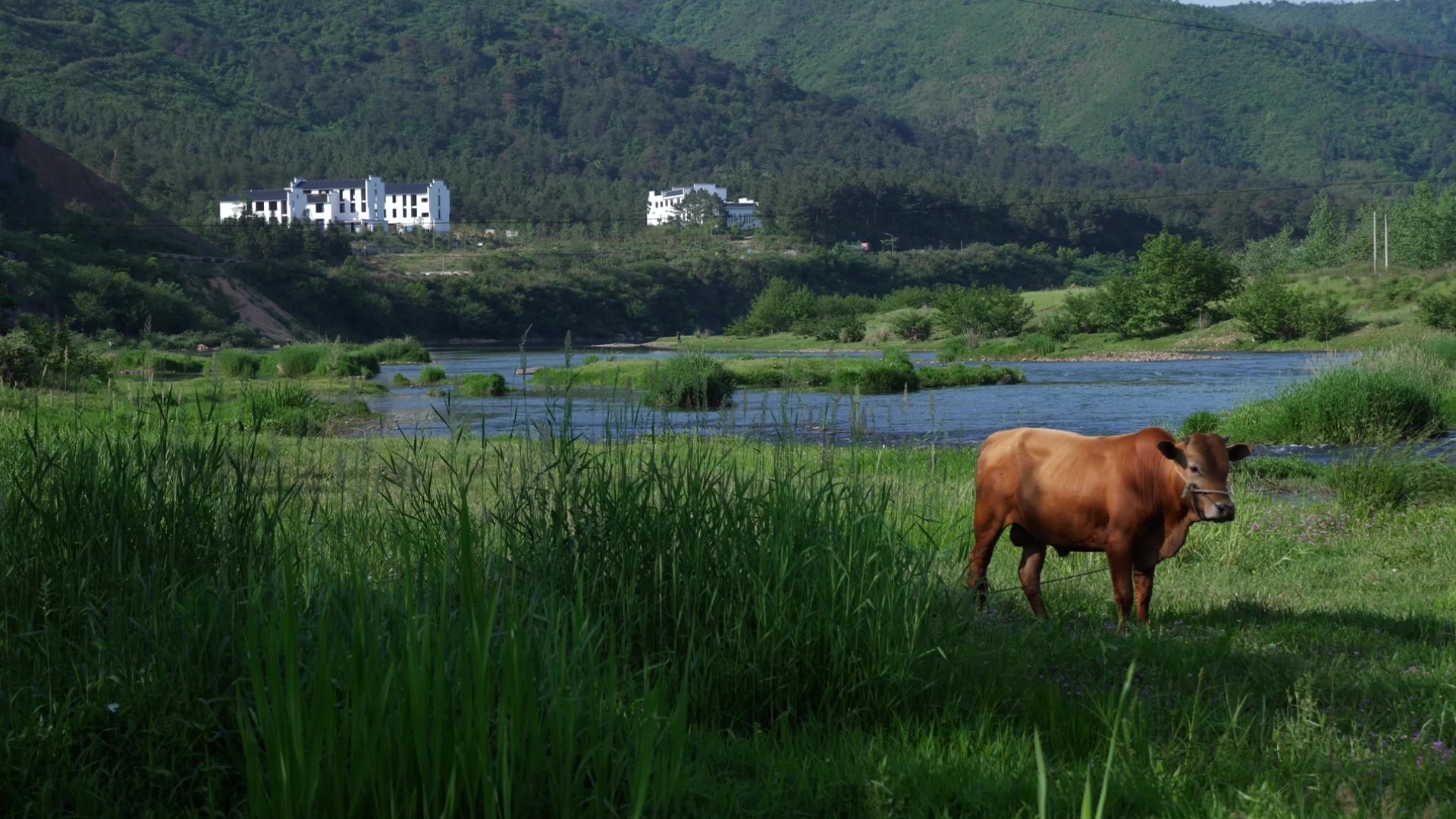 1080P夏日河边老牛吃草视频的预览图