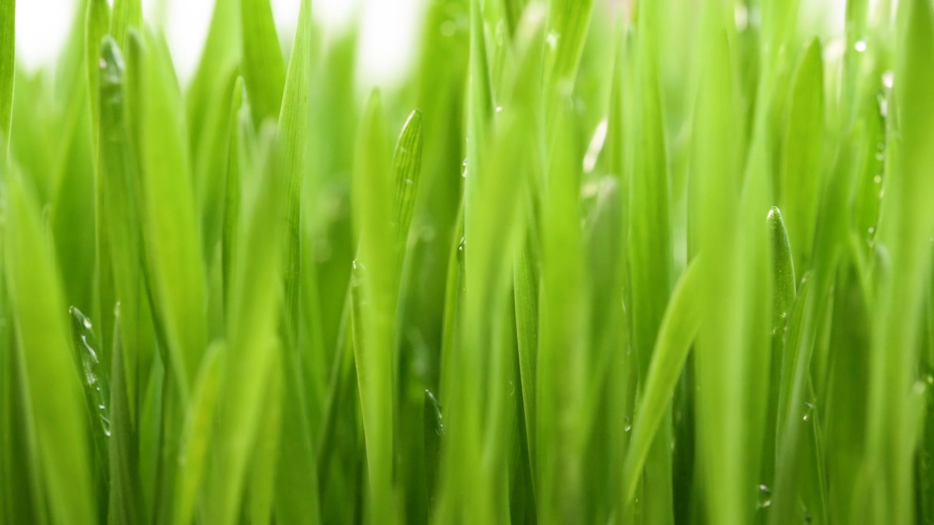 1080P绿色麦芽水滴特写移动视频视频的预览图