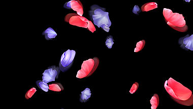 唯美粉红紫色花瓣随风飘零挂件【带通道】视频的预览图