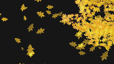 黄色枫叶飘落大气后期动态元素免抠视频的预览图