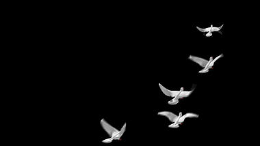 白鸽小鸟飞翔动画透明通道视频的预览图