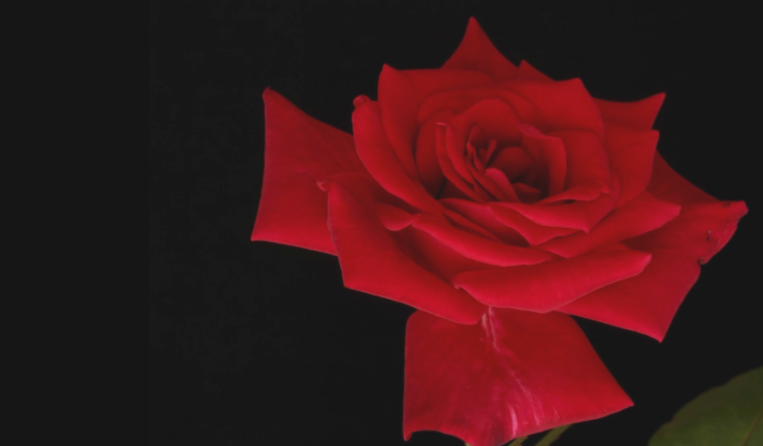 红色玫瑰花绽开效果后期动态元素内容演绎视频的预览图