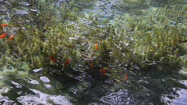 1080P水底游鱼视频素材视频的预览图