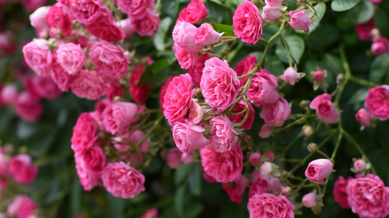 1080P花团锦簇的蔷薇花视频的预览图