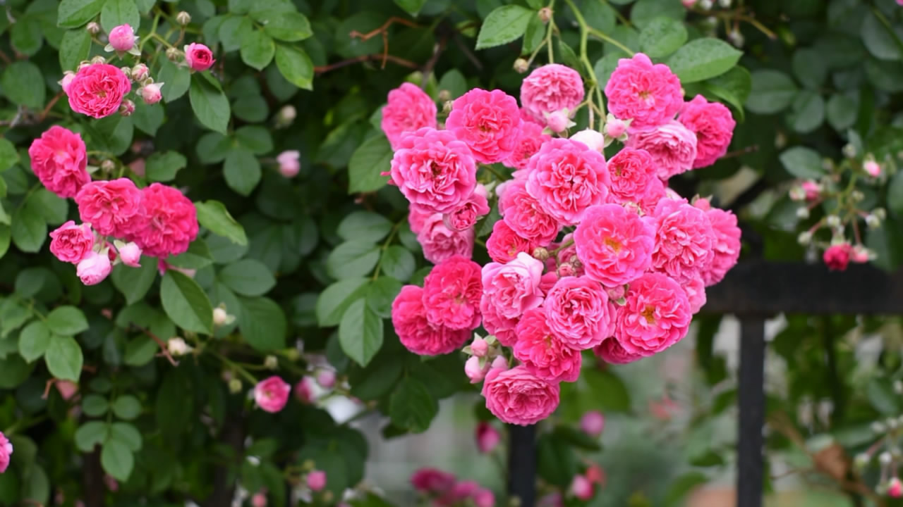 1080P铁篱笆上的一簇粉蔷薇花视频的预览图
