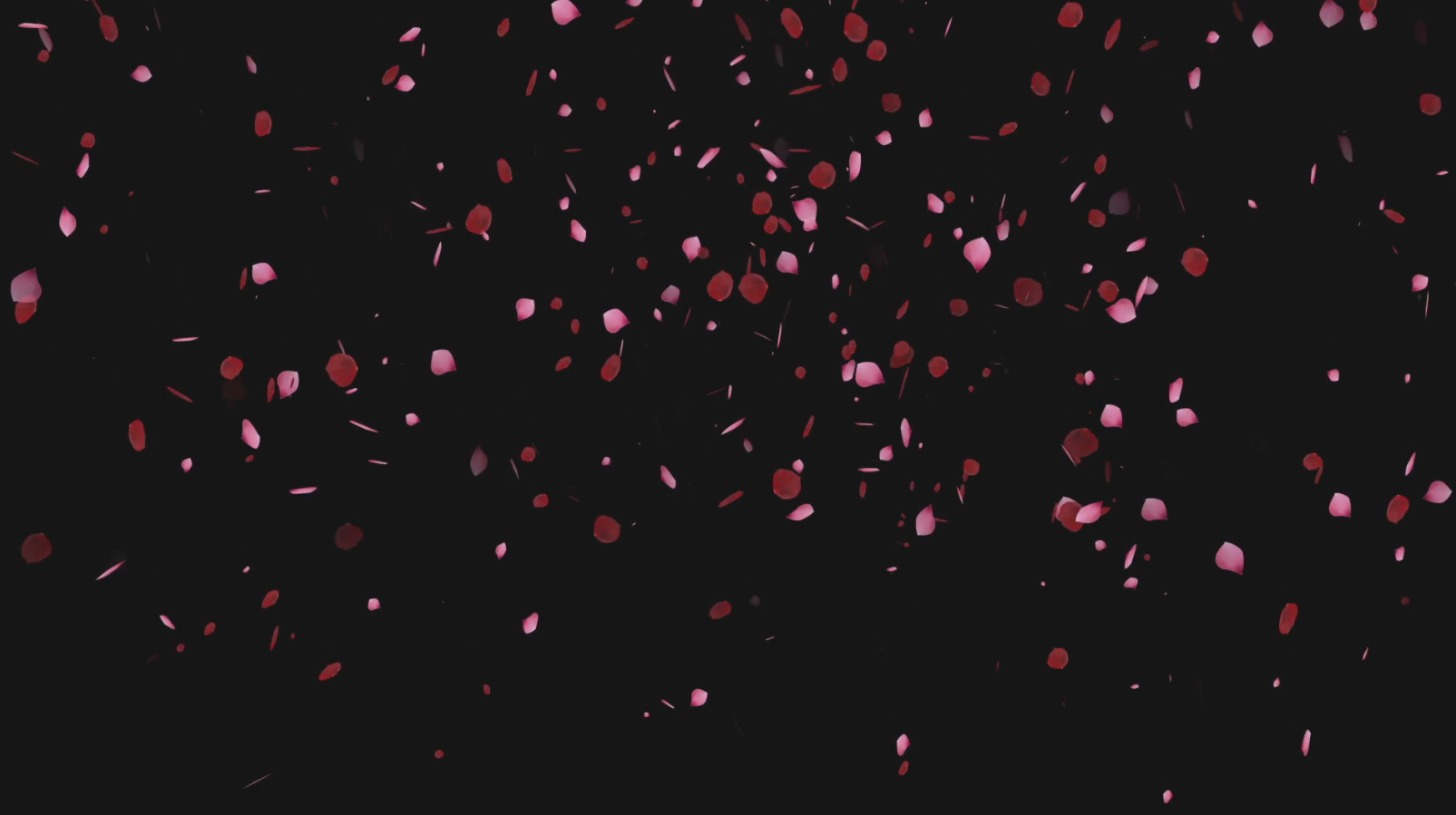 玫瑰红色花瓣效果后期动态元素免抠应用视频的预览图