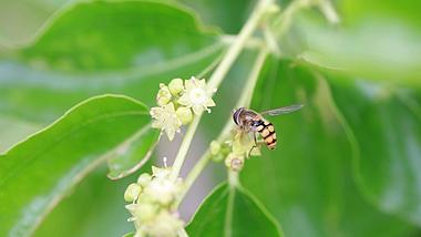 1080P小蜜蜂在花朵采蜜视频的预览图