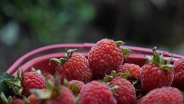 1080P童年水果覆盆子树莓视频的预览图