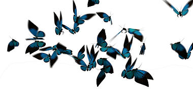 蓝色蝴蝶群飞散动画透明通道视频的预览图