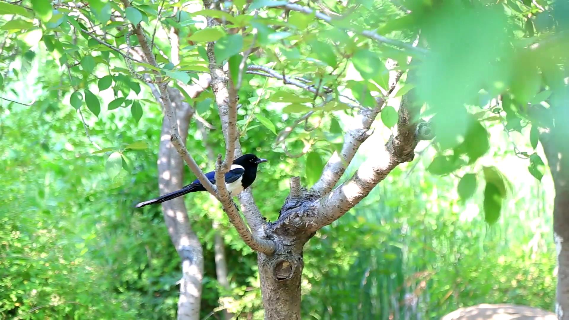 1080P自然界小鸟觅食视频的预览图