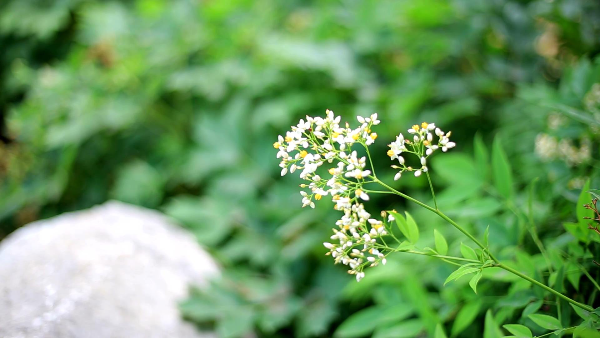 1080P植物树叶花卉视频的预览图