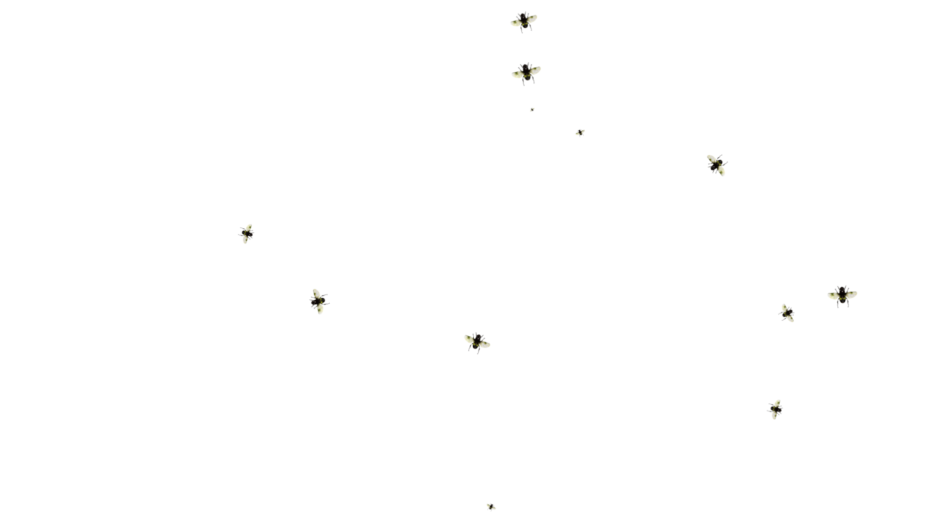 苍蝇飞舞后期元素ae模板视频的预览图