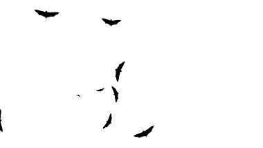 黑蝙蝠飞舞元素ae模板视频的预览图