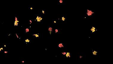 唯美枫叶飘散动画透明通道视频的预览图