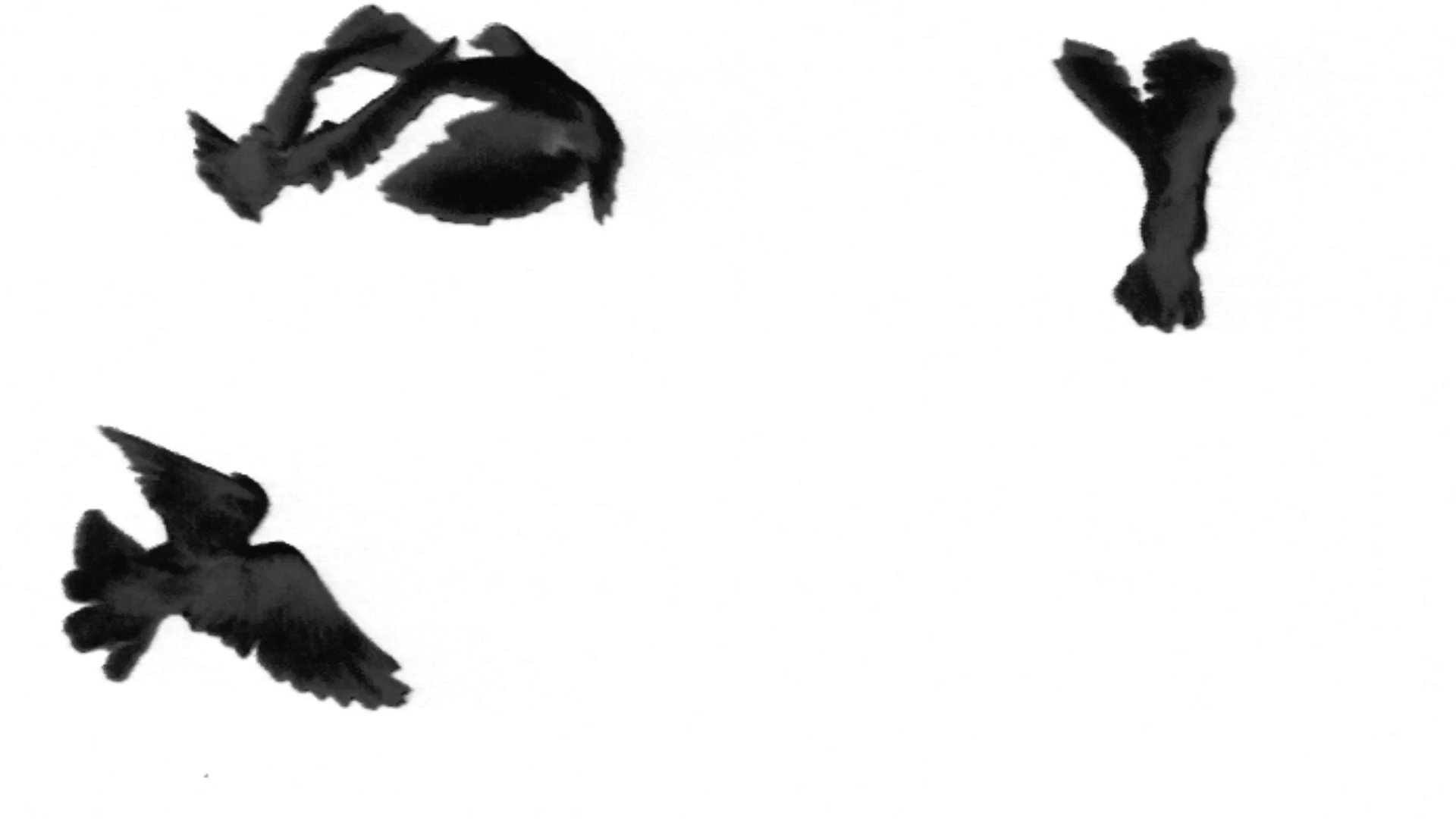 后期四只飞鸽动态展示视频的预览图