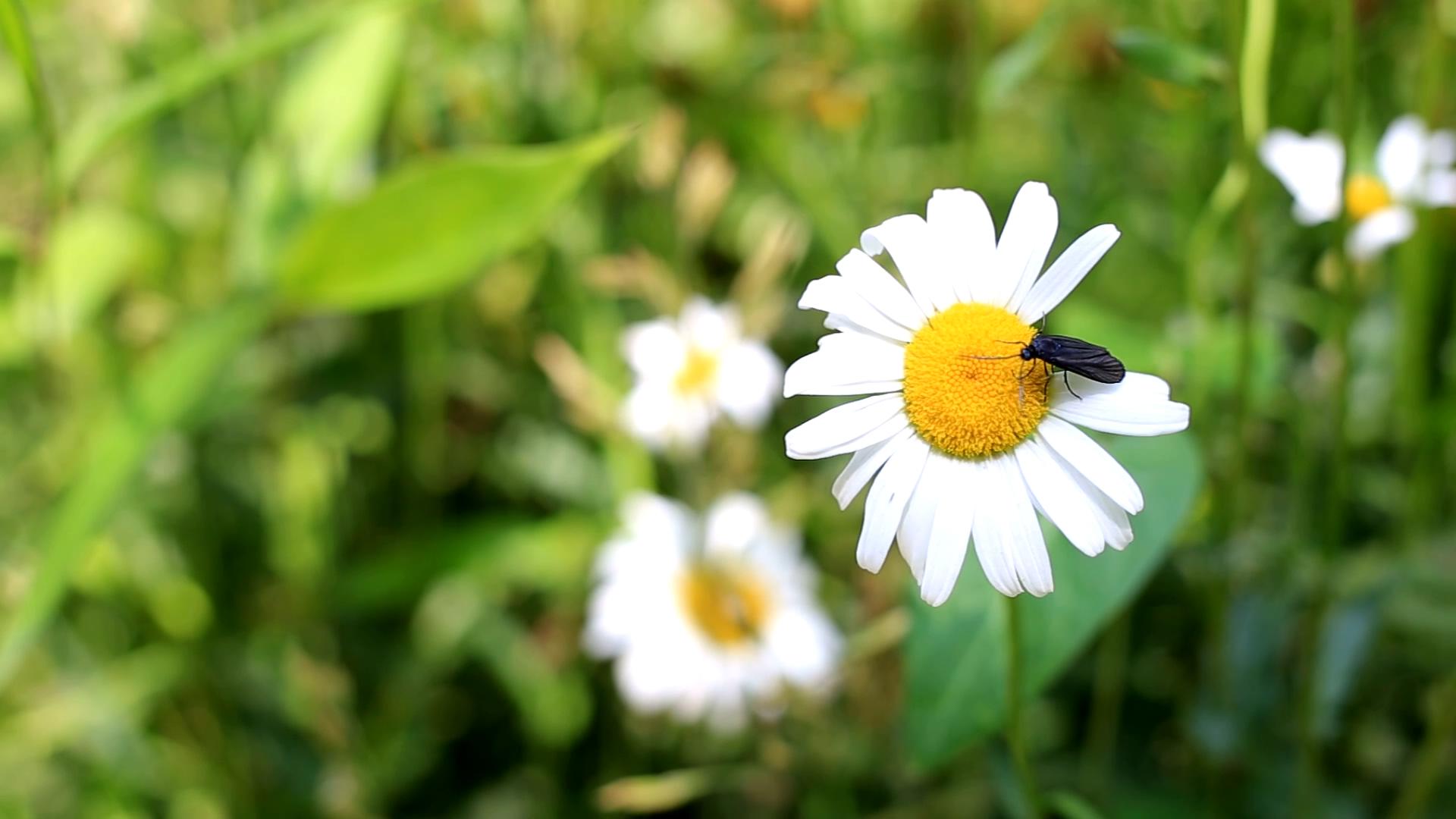 1080P自然植物花卉视频的预览图