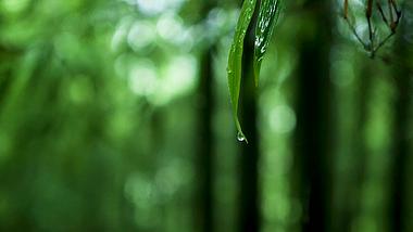 1080P雨中绿色竹林视频的预览图