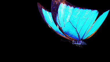 蓝色三维蝴蝶飞远动画透明通道视频的预览图