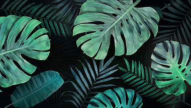 夏季热带植物树叶转场过渡动画透明通道视频的预览图
