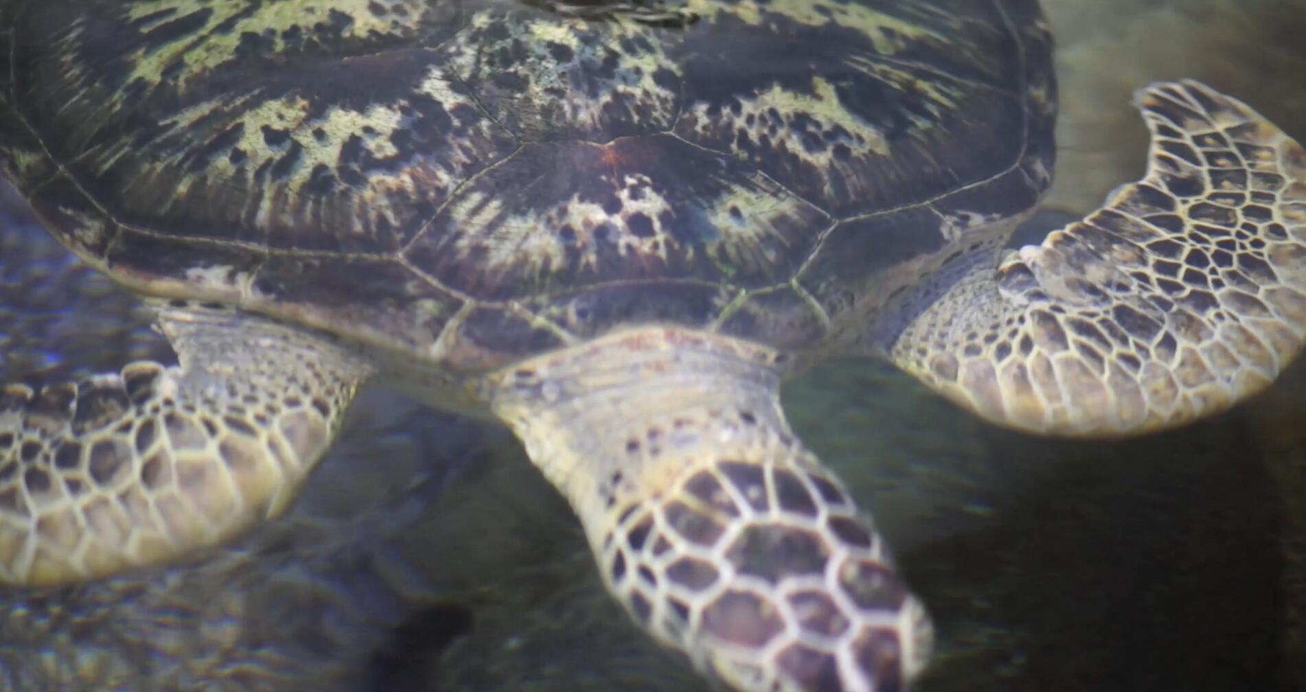 1080P拍摄观山湖海龟特写视频的预览图