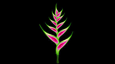 卡通热带植物花朵生长开放动画透明通道视频的预览图