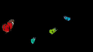 漂亮彩色蝴蝶飞舞动画透明通道视频的预览图