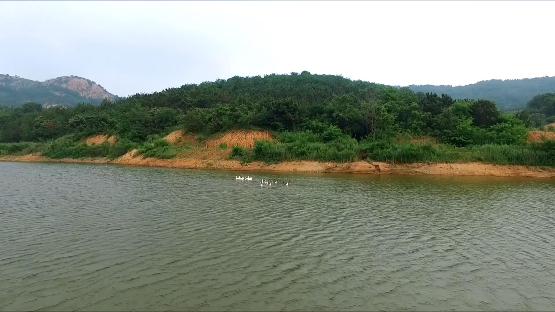 1080P湖水里的鹅视频的预览图