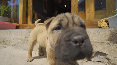 120帧阳光下的小狗摄像视频的预览图