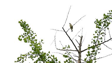 1080P树上的鸟鸣视频的预览图