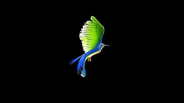 绚丽彩色飞鸟小鸟飞翔动画透明通道视频的预览图