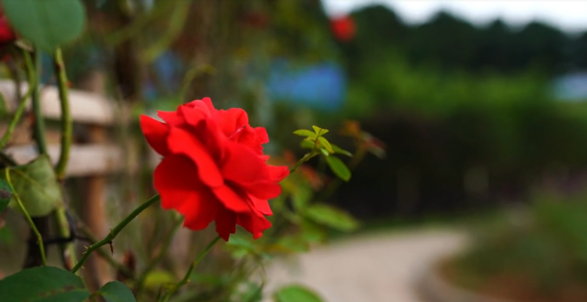 4K升格玫瑰园外拍摄红火的玫瑰花视频的预览图