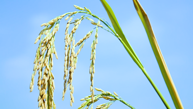1080P超高清景深稻谷水稻在风中摇曳视频的预览图