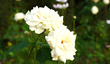 4K午后花丛中两朵绽放的白玫瑰视频的预览图