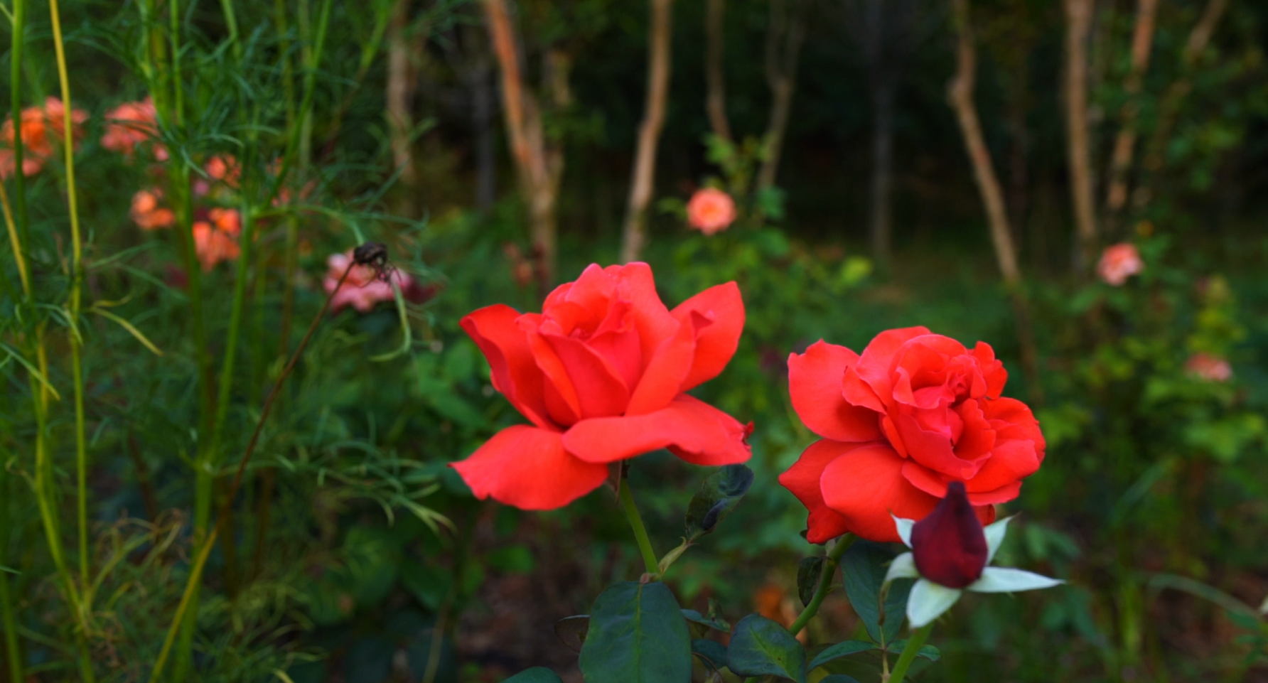 4K三朵亭亭玉立的玫瑰花视频的预览图