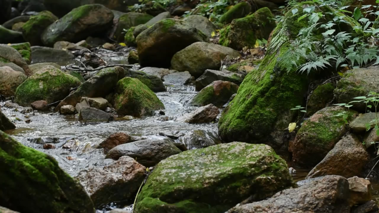 1080P流动的小溪中的青苔石头视频的预览图