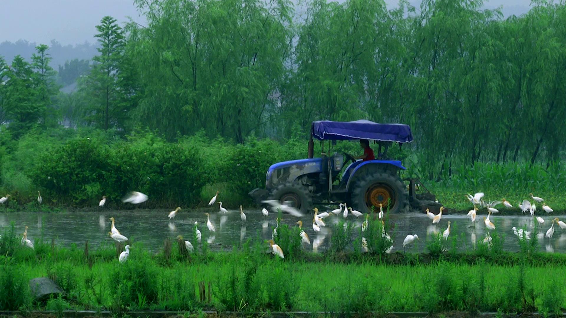 1080P农田里的拖拉机和白鹭视频的预览图