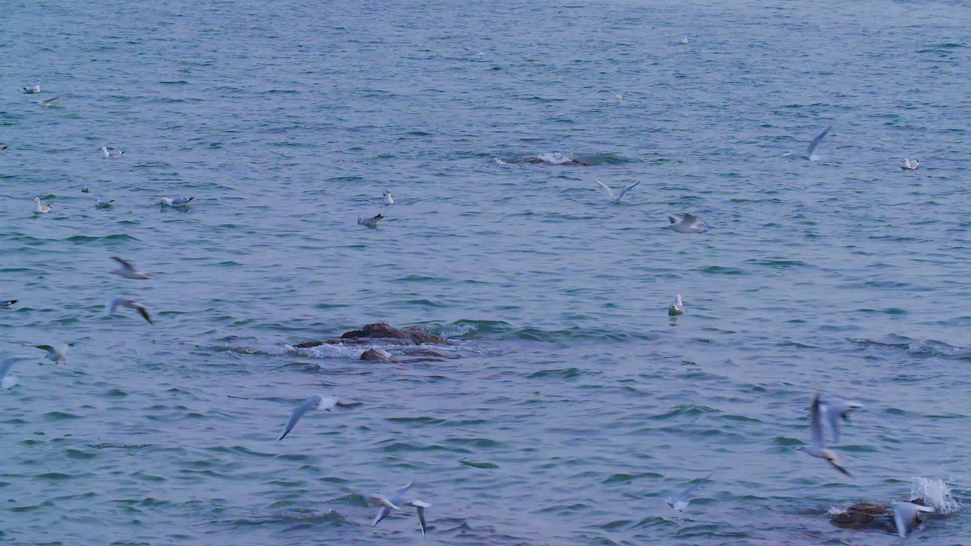1080P海上海鸥飞翔视频的预览图