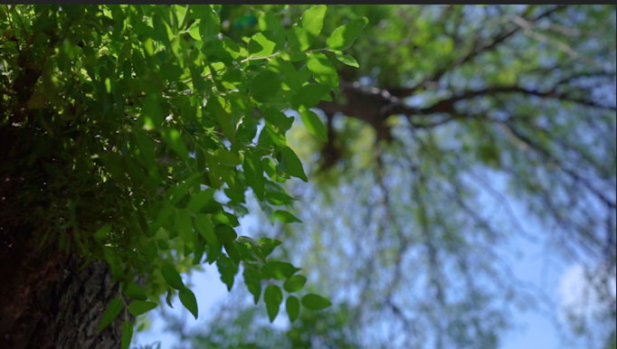 1080P升格秋天大树阳光风景视频的预览图